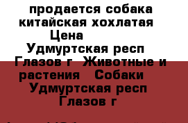  продается собака китайская хохлатая › Цена ­ 2 000 - Удмуртская респ., Глазов г. Животные и растения » Собаки   . Удмуртская респ.,Глазов г.